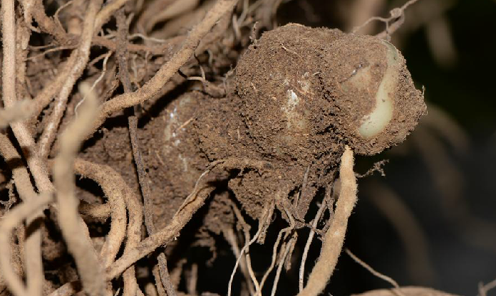 为兰科植物三棱虾脊兰 i>calanthe tricarinata  /i>lindl. ex wall.