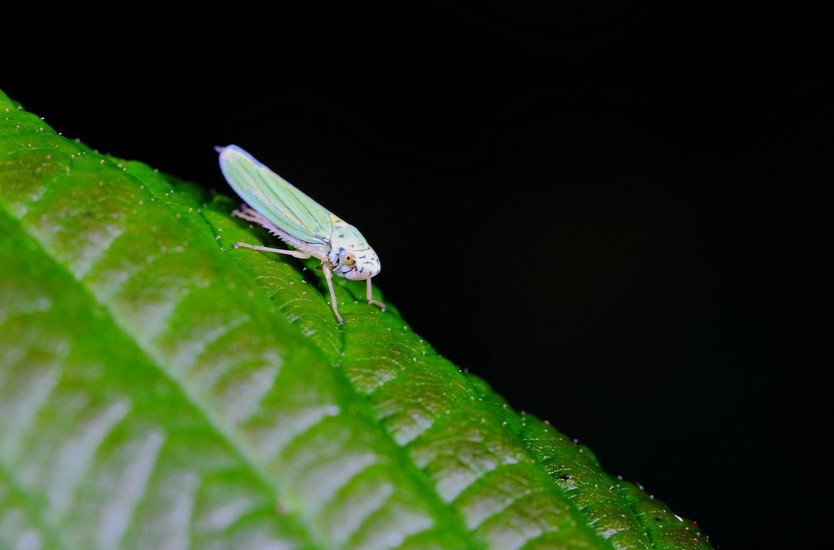  p>昆虫名,为同翅目, a href="#" data-lemmaid="5481132">叶蝉科 /a>