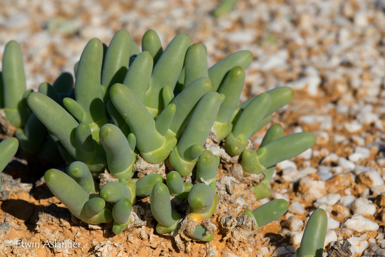  p>多肉植物(succulent plant)是指植物的根,茎,叶三种 a target="