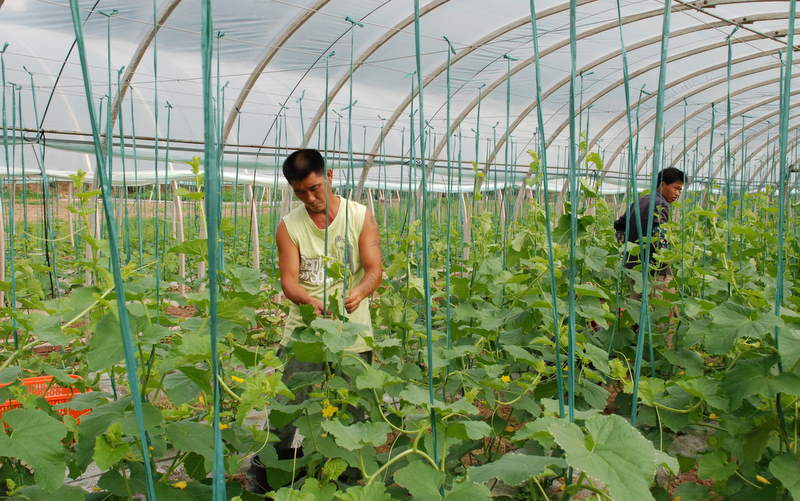 蔬菜大棚种植技术