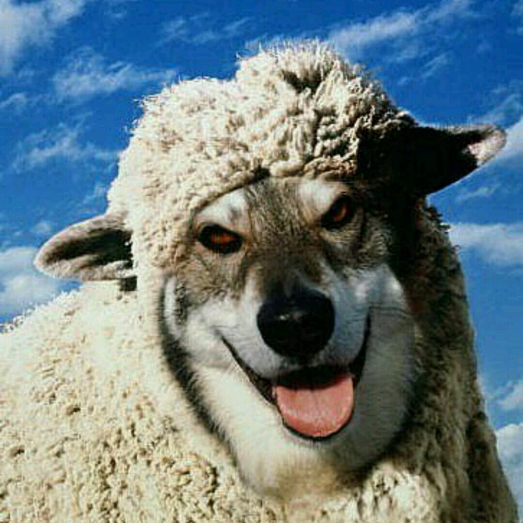  p>《披着羊皮的狼》是高一首演唱的陕北民歌歌曲,何太极填词, a