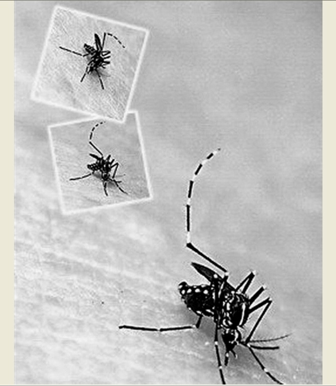  p>伊蚊,是一种 a href="#">蚊科 /a>库蚊亚科 a href="#">伊蚊属 /a>