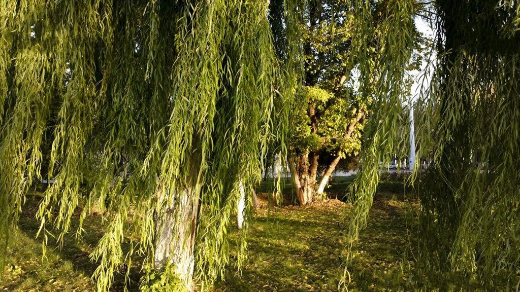 是杨柳科,柳属乔木,高可达25米,树冠开展;树皮暗灰色,深纵裂;老枝