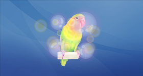 日本黄桃脸牡丹鹦鹉