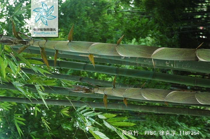  p>黄麻竹(学名: i>dendrocalamopsis stenoaurita /i> (w. t.