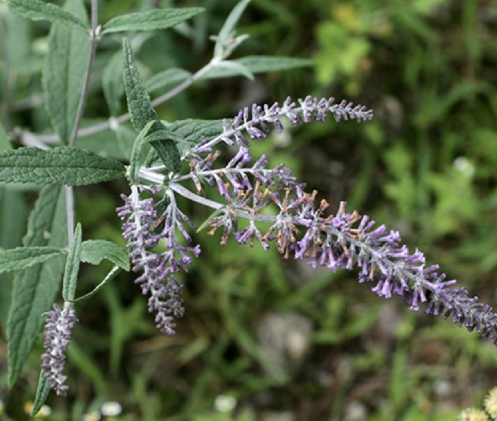  p>紫花醉鱼草(学名: i>buddleja fallowiana /i> balf. f.et w.w.sm.