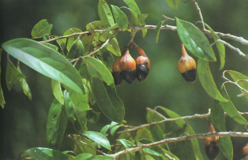  p>米槠〔学名: i>castanopsis carlesii  /i>(hemsl.)hay.