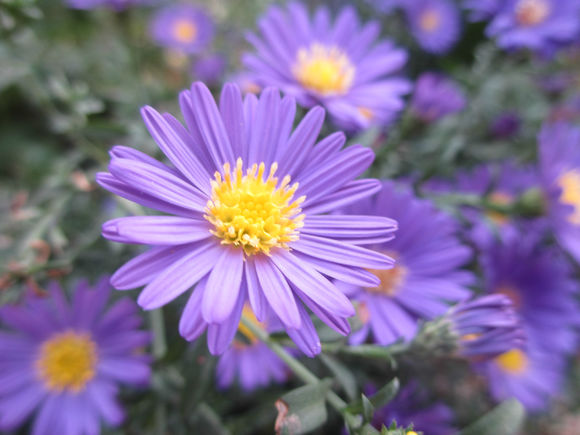  p>紫菀属,菊科,茎直立.