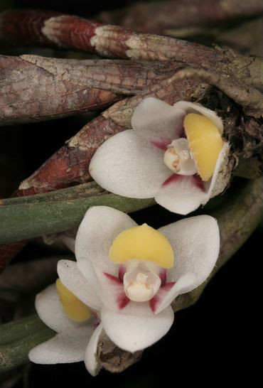  p>管叶牛角兰(学名: i>ceratostylis subulata /i>  bl.