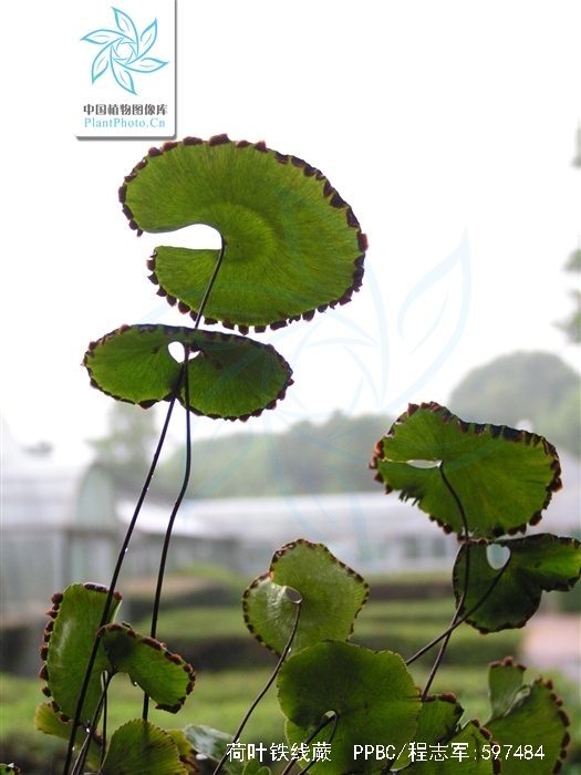  p>荷叶铁线蕨(学名: i>adiantum reniforme /i> l. var.