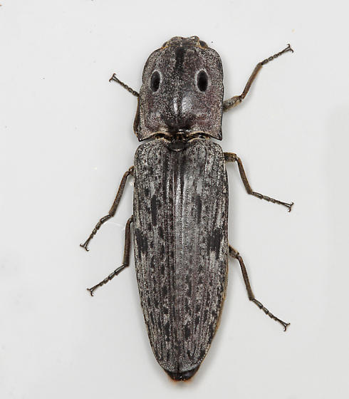  p>盲眼叩甲(学名:alaus myops )也称盲眼 a href="#">叩头虫 /a>,将