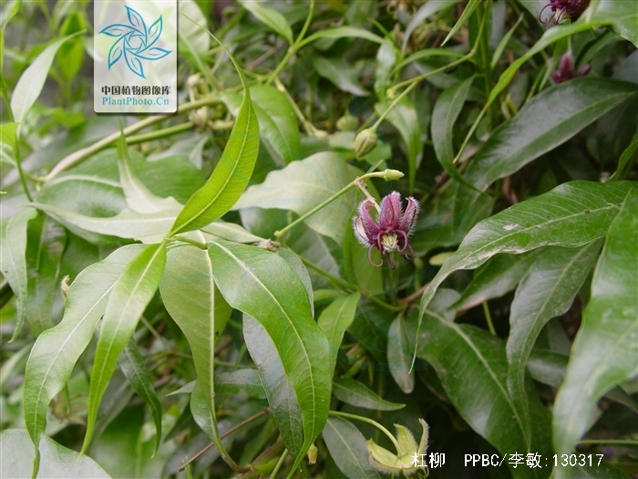 periploca sepium bunge