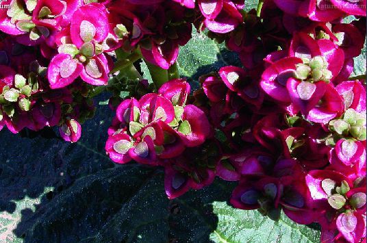  p>矮大黄(拉丁学名: i>rheum nanum /i> siev. ex pall.