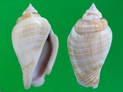  p>驼背凤凰螺(学名: i>gibberulus gibberulus gibbosus /i>):成贝长