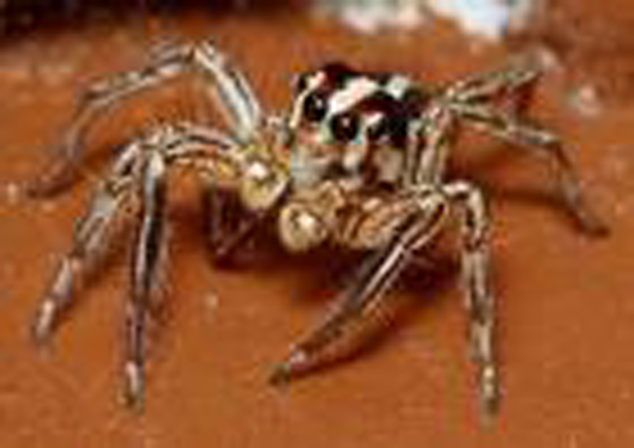 data-lemmaid="2404996">蜘蛛目 /a>隆头蛛科中型蜘蛛