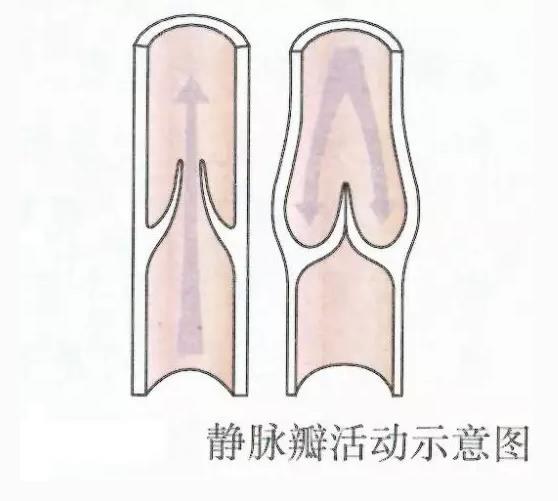 四肢静脉的 a target="_blank" href="/item/瓣膜/9943942
