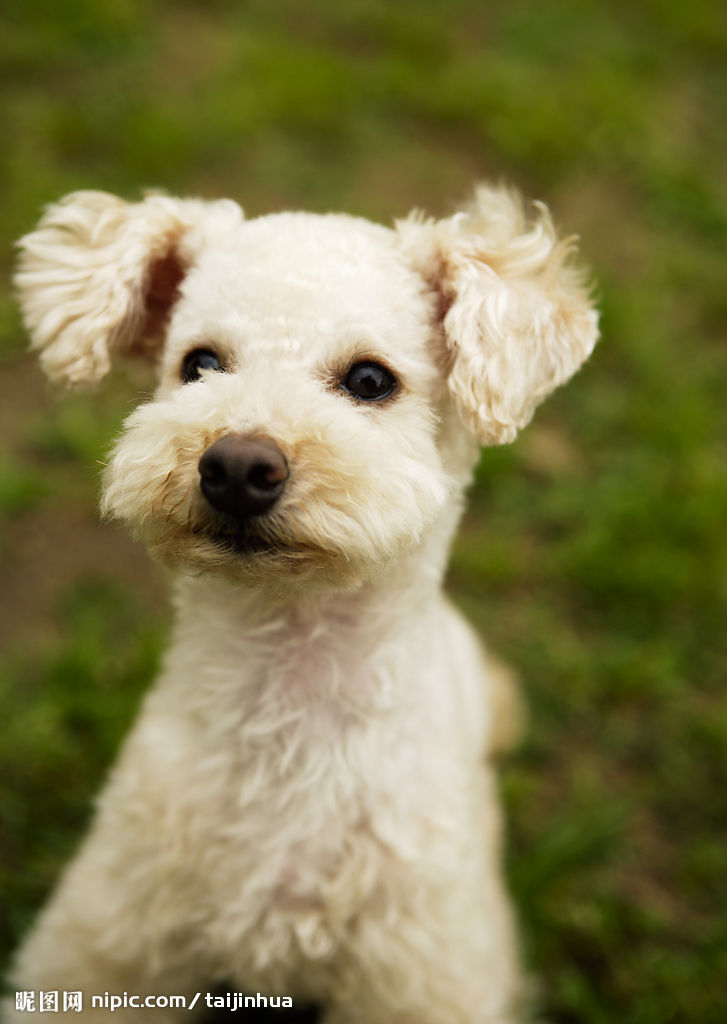  p data-id="gnx82ljtyd">库瓦兹犬是指一种好的 a target="_blank"