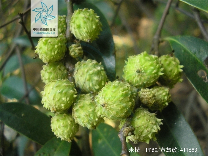 castanopsis carlesii (hemsl.) hay.