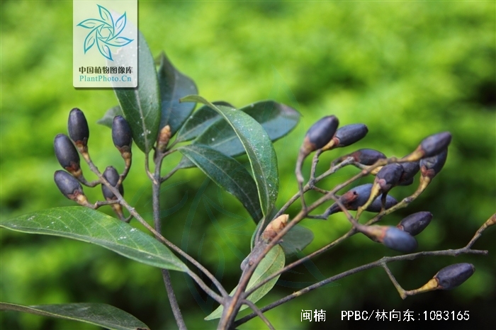  p>闽楠(拉丁学名: i>phoebe bournei /i> (hemsl.