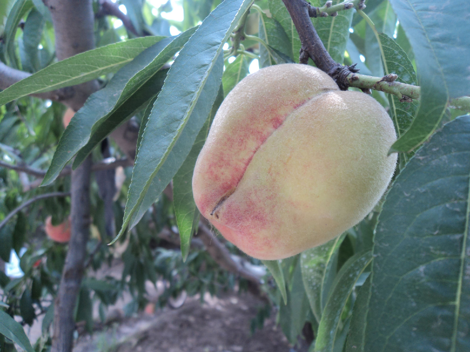 prunus persica atropurpurea