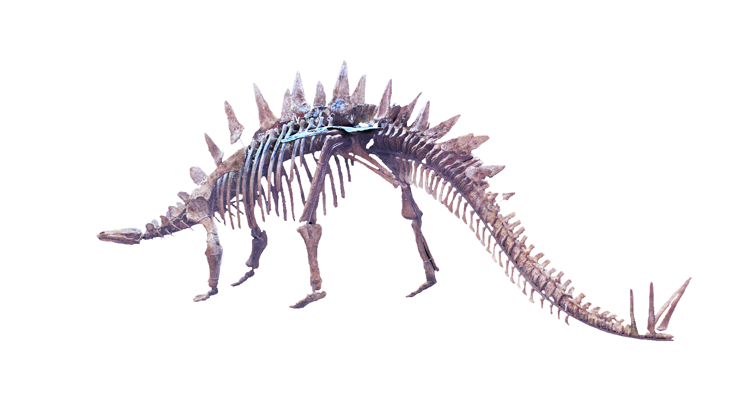  p data-id="gn8itfsue3">晚侏罗世多棘沱江龙是晚侏罗世化石,现收藏