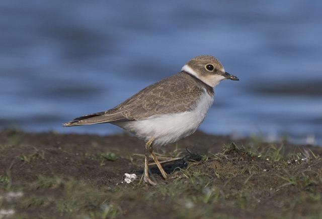 charadrius dubius dubius