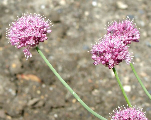  p>小山蒜(学名: i>allium pallasii /i> murray)是百合科,葱属多年生