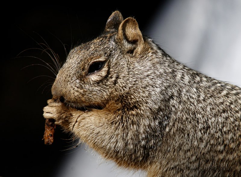 arizona gray squirrel