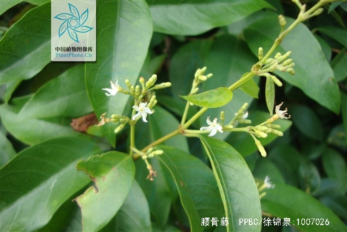  p>腰骨藤,中药名.