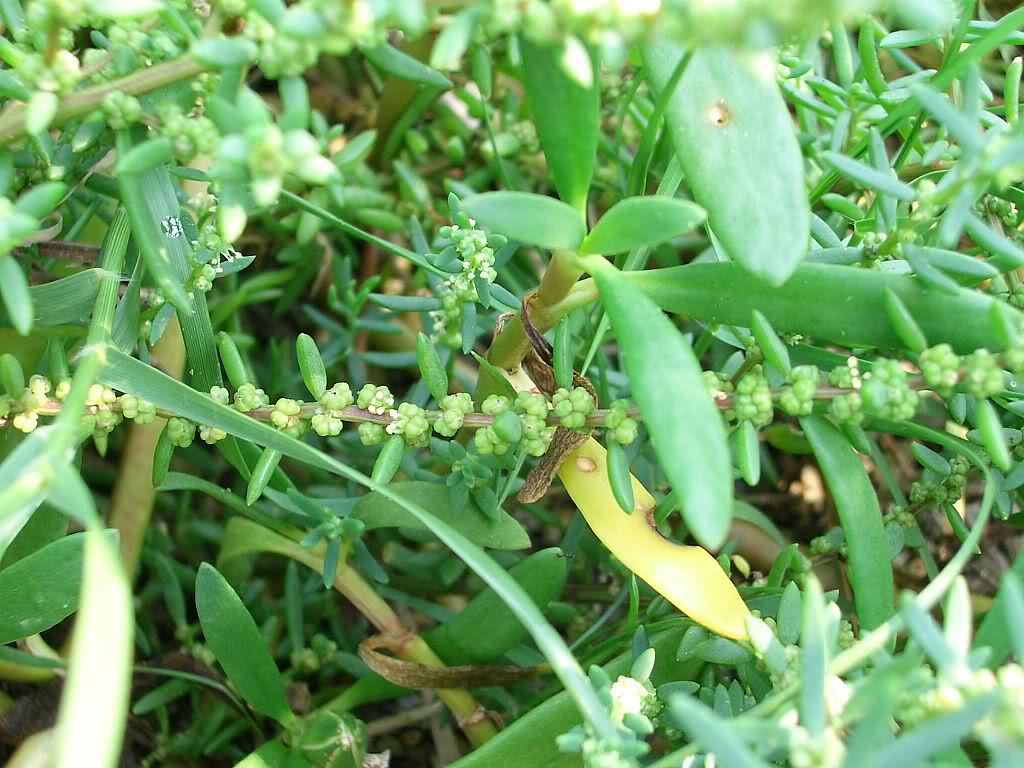  p>南方碱蓬(学名: i>suaeda australis /i> (r. br.) moq.