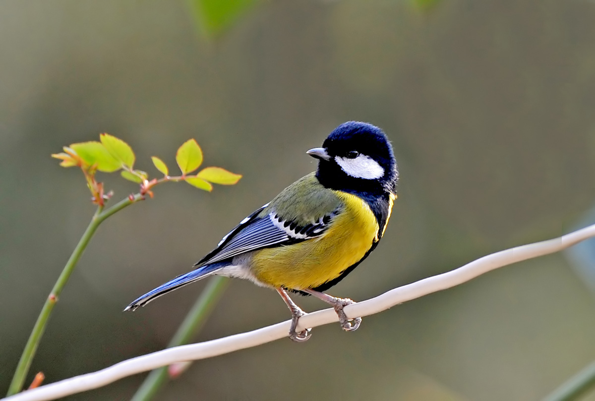  p>山雀科(paridae)是在 a href="#" data-lemmaid="11025340">鸟类