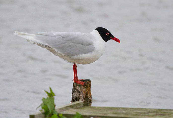体长36-38厘米,翼展98-105厘米;身体大部分的羽毛为白色,尾尖为黑色