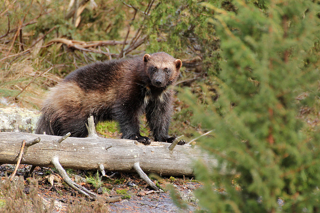  p>貂熊,学名: i>gulo gulo /i>(linnaeus,1758),属于 a target="