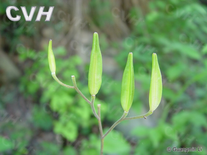  p>油点草属 (学名: b> i>tricyrtis /i> /b> wall.