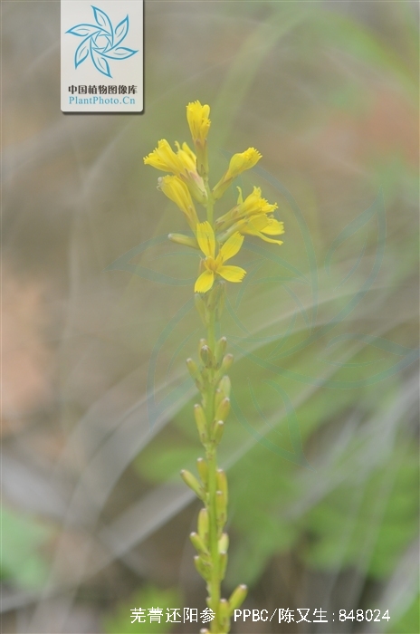  p>芜菁还阳参(学名: i>crepis napifera  /i>(franch.