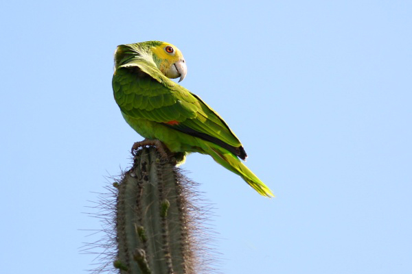  p>黄肩亚马逊鹦鹉是 a target="_blank" href="/item/鹦形目/1745763