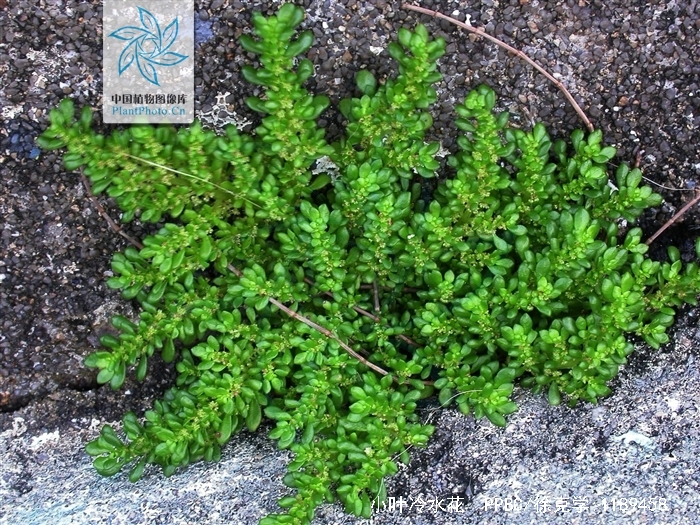  p>小叶冷水花( i>pilea microphylla /i> (l.) liebm.