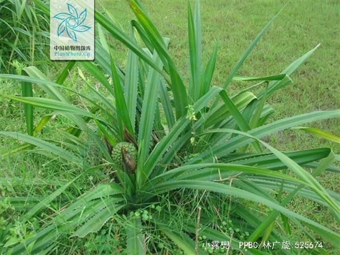  p>多年生常绿草本或小灌木状植物,具分枝.