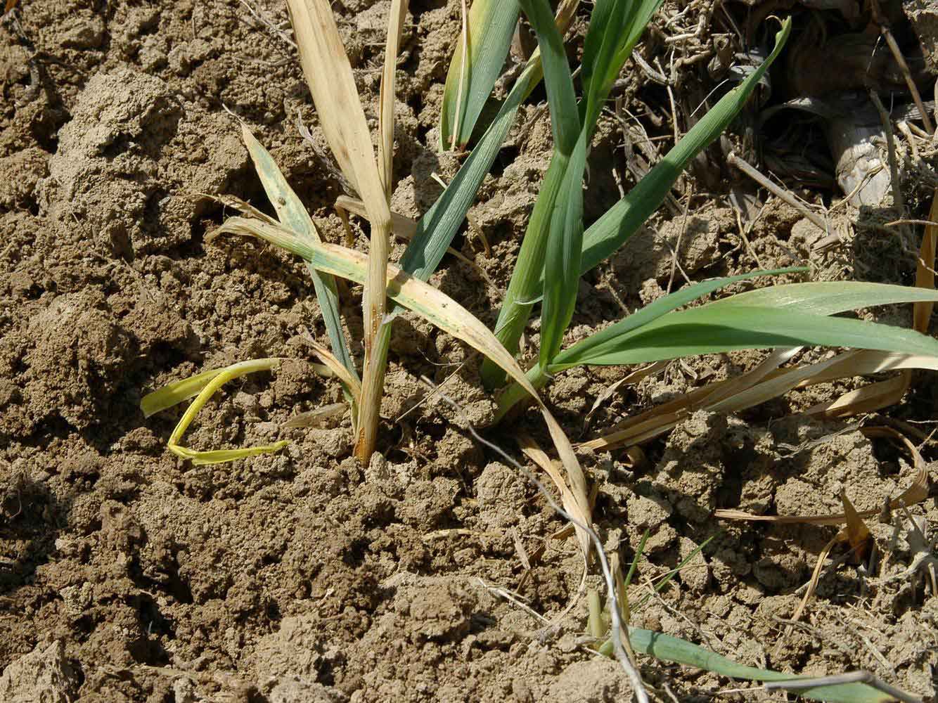 大葱,洋葱褐斑病