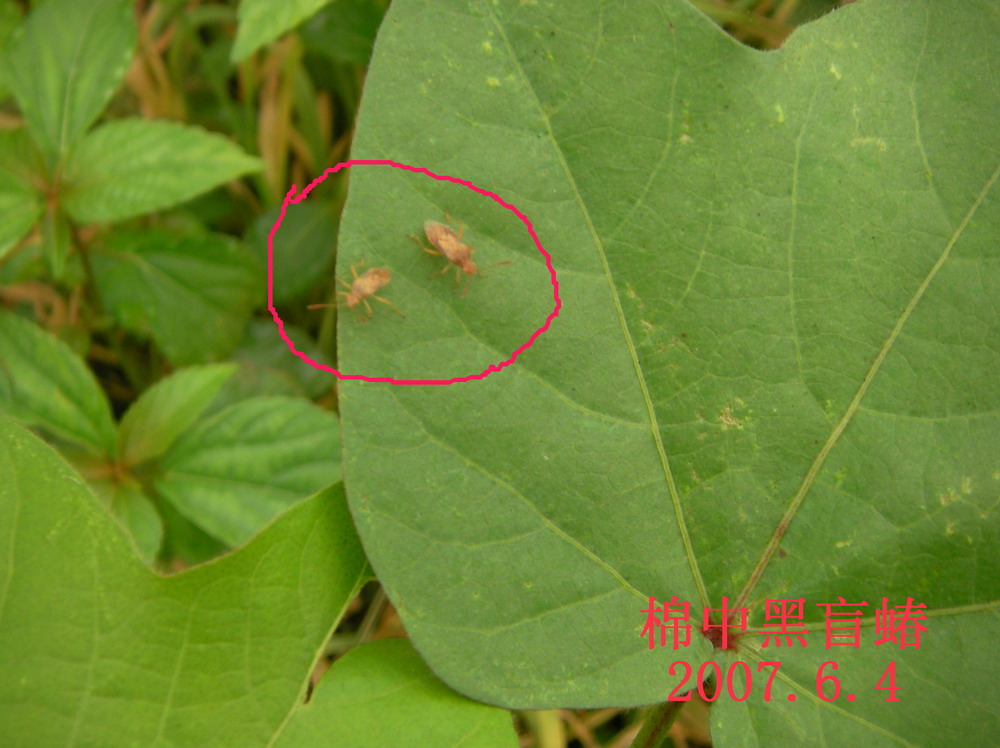 一年发生5代,主要种类有绿盲蝽蟓,三点盲蝽蟓,苜蓿盲蝽蟓等.