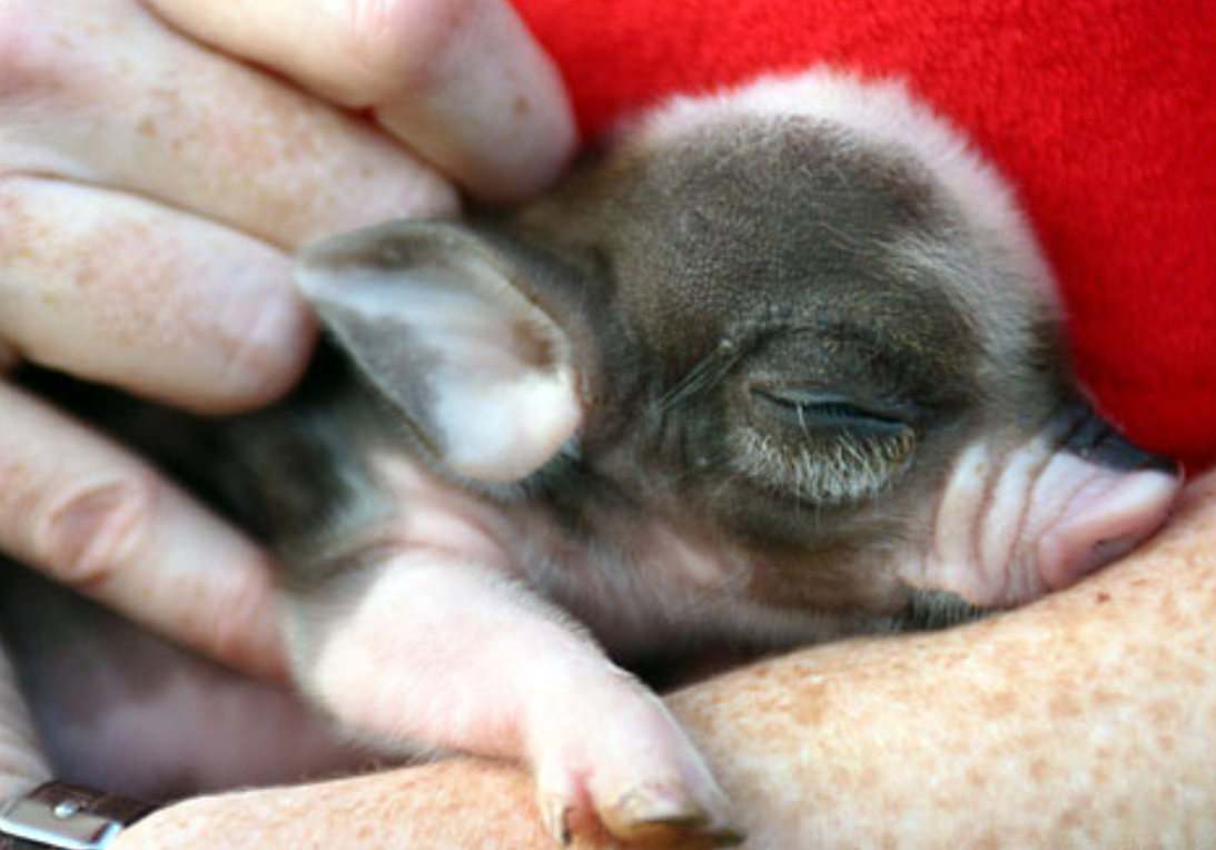  p>世界上最小的猪, a target="_blank" href="/item/野猪/22355"