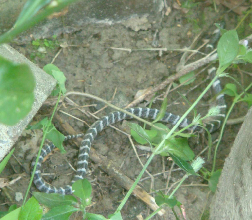  p>银环蛇( i>bungarus multicinctus /i>),是眼镜蛇科环蛇属的一种