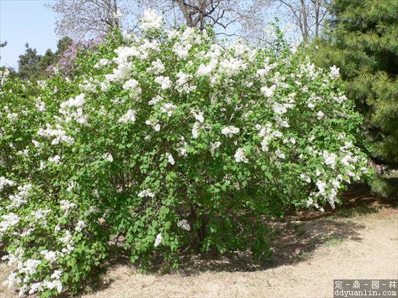  p>白丁香(学名: i>syringa oblata /i> lindl. var.
