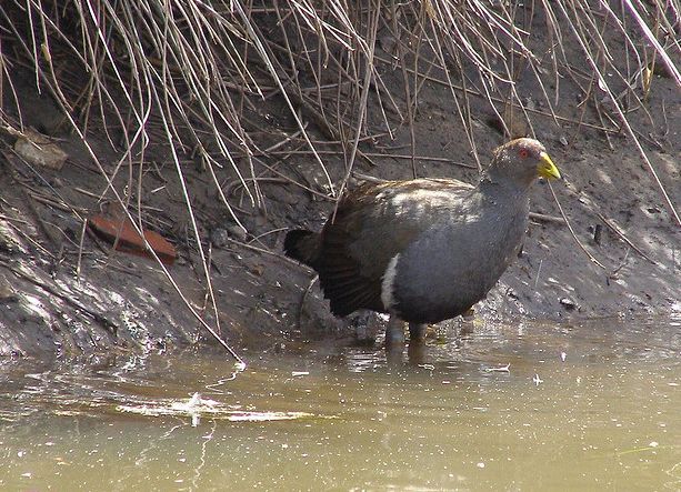  p>绿水鸡(学名: i>gallinula mortierii /i>)中型 a target="_blank"