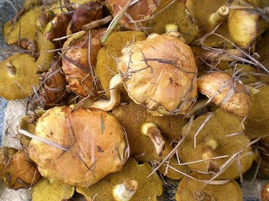 黄粘盖牛肝菌