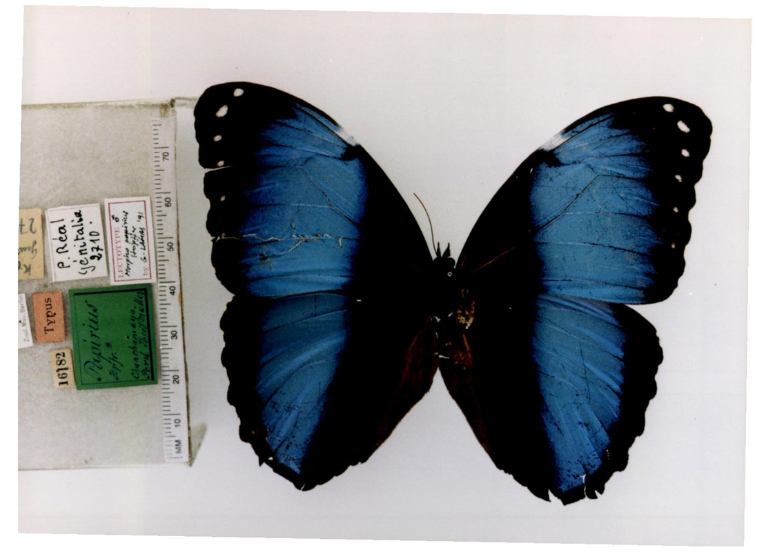  p>波地闪蝶, i>morpho helenor papirius ( /i>hopffer, 1874),鳞翅