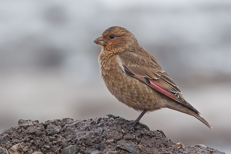 体重32-44克,体长160-190毫米,是一种体型略大的褐色沙雀.