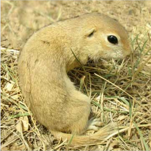 的一种地栖 a href="#" data-lemmaid="6334061">啮齿类 /a>哺乳动物