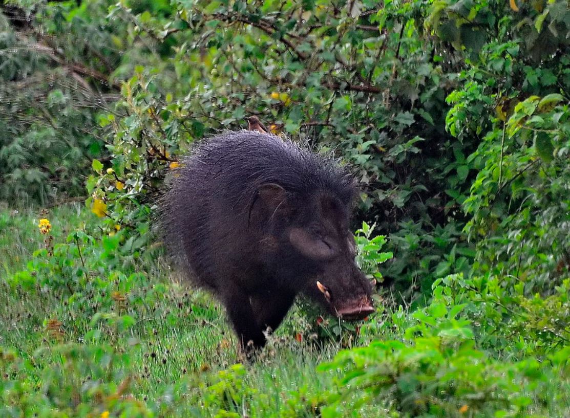  p>大林猪属(学名: i>hylochoerus /i>):是哺乳纲, a href="#" data