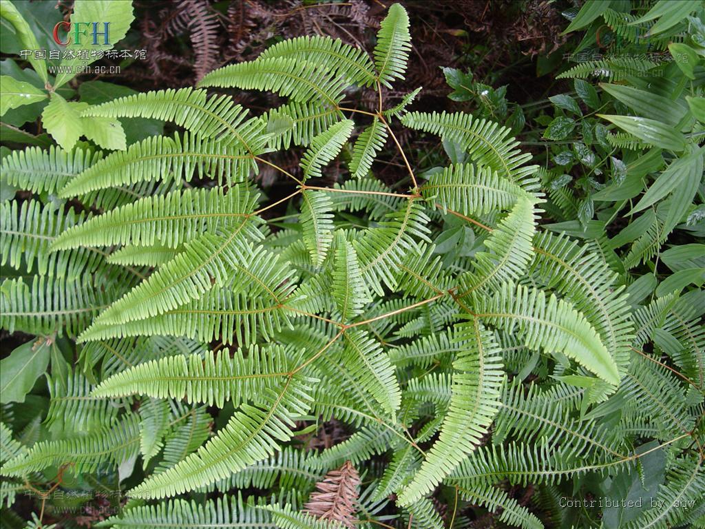  p>铁芒萁(拉丁学名dicranopteris linearis,英文名oldworld forked